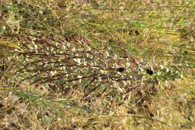 Himantoglossum hircinum