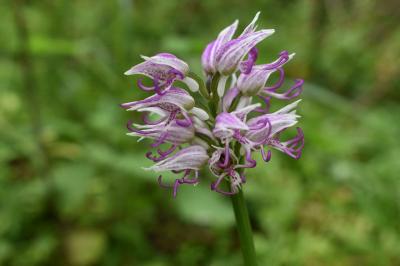 Orchis simia