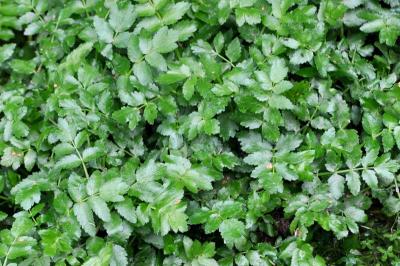 Helosciadium nodiflorum