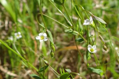 Linum catharticum