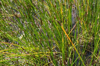 Eleocharis palustris