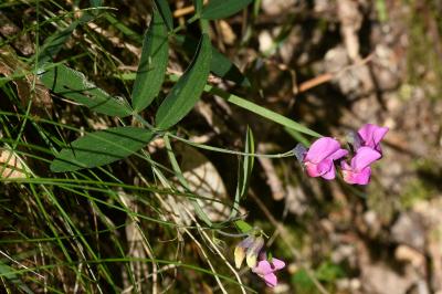 Lathyrus linifolius