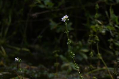 Hottonia palustris