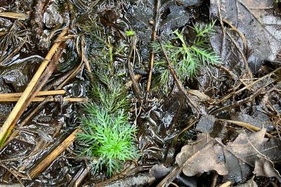 Hottonia palustris