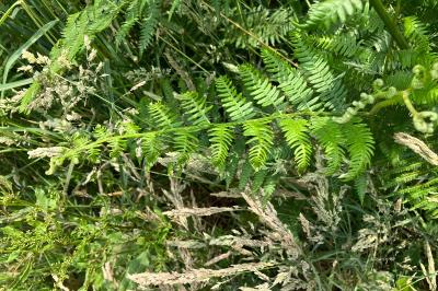 Pteridium aquilinum