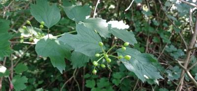 <i>Viburnum opulus</i>