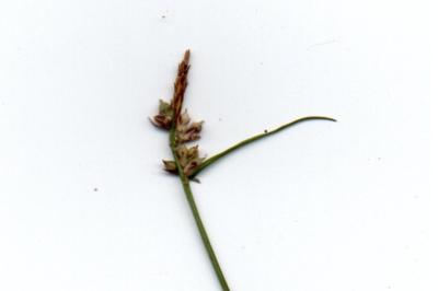 <i>Carex pilulifera</i>