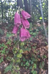 <i>Digitalis purpurea</i>
