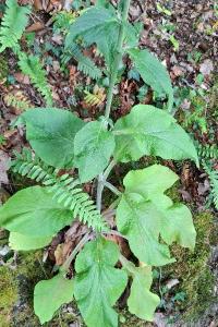 <i>Digitalis purpurea</i>