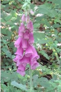 <i>Digitalis purpurea</i>