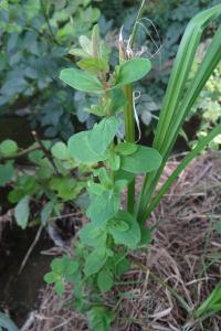 <i>Hypericum tetrapterum</i>