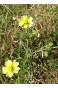 <i>Potentilla recta</i>