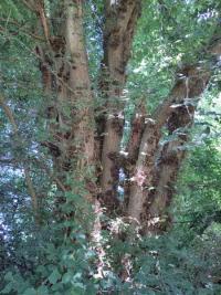 <i>Ulmus</i>