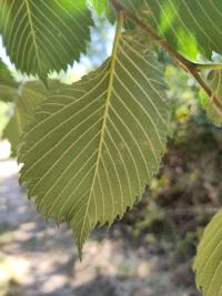 <i>Ulmus</i>