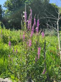 <i>Lythrum salicaria</i>