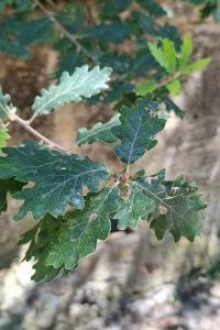 <i>Quercus pubescens</i>