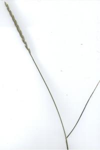 <i>Elytrigia repens</i>