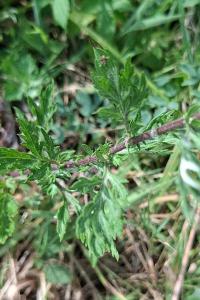 <i>Artemisia vulgaris</i>