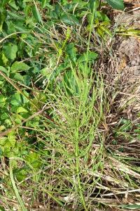 <i>Convolvulus arvensis</i>