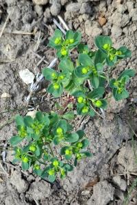 <i>Euphorbia helioscopia</i>