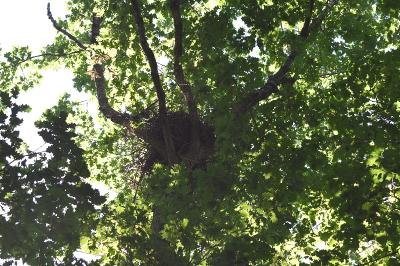 <i>Quercus</i>