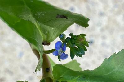 Veronica beccabunga