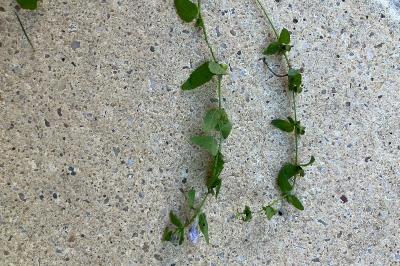 <i>Scutellaria galericulata</i>