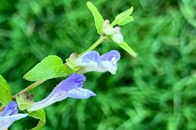 <i>Scutellaria galericulata</i>