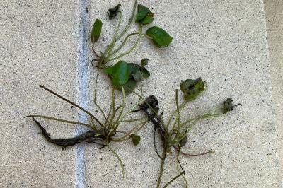 <i>Hydrocharis morsus-ranae</i>