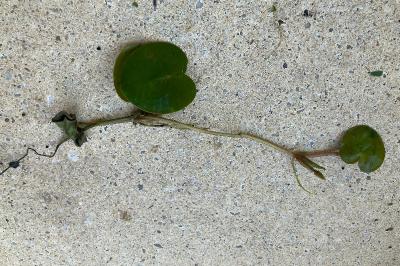 <i>Hydrocharis morsus-ranae</i>