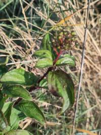 <i>Cornus sanguinea</i>