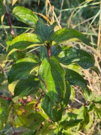 <i>Cornus sanguinea</i>