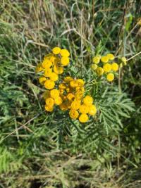 <i>Tanacetum vulgare</i>