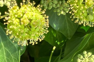 <i>Hedera helix</i>