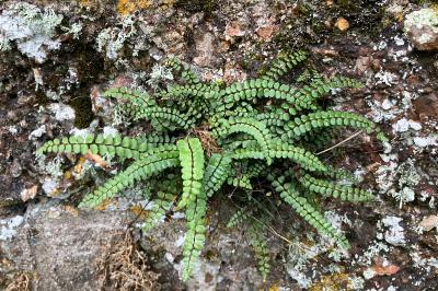 <i>Asplenium trichomanes</i>