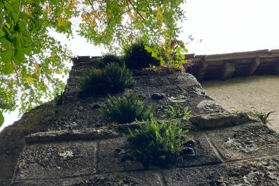 <i>Asplenium trichomanes</i>