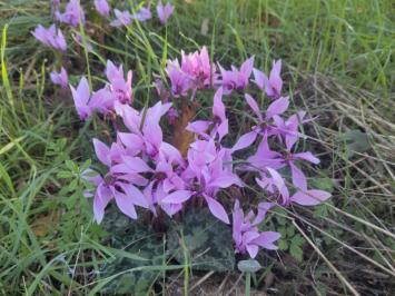 <i>Cyclamen hederifolium</i>