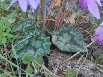<i>Cyclamen hederifolium</i>