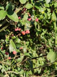 <i>Euonymus europaeus</i>