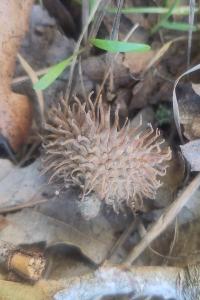<i>Quercus cerris</i>