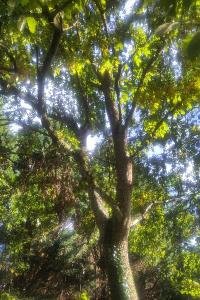 <i>Quercus cerris</i>