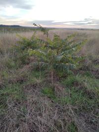 <i>Ailanthus altissima</i>