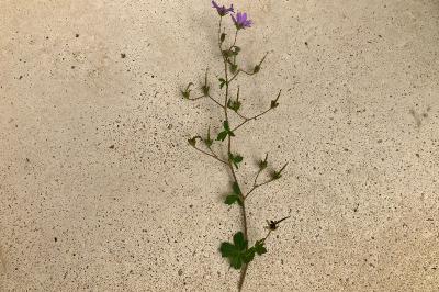 <i>Geranium pyrenaicum</i>