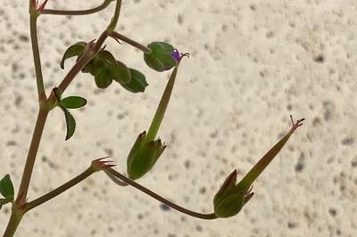 <i>Geranium pyrenaicum</i>
