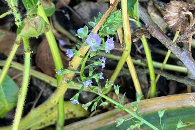 <i>Veronica anagallis-aquatica</i>