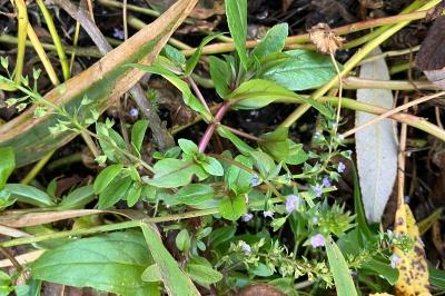<i>Veronica anagallis-aquatica</i>