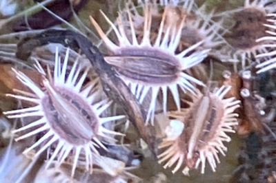 <i>Daucus carota</i>