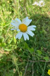 <i>Leucanthemum ircutianum</i>