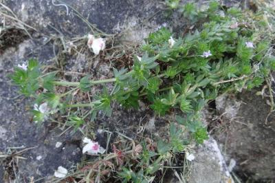 <i>Sherardia arvensis</i>