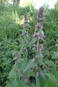 <i>Stachys alpina</i>